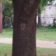 Video screenshot shows then-Police Officer Michael Slager with his gun drawn as Walter Scott runs from him April 4, 2015, in North Charleston, S.C.